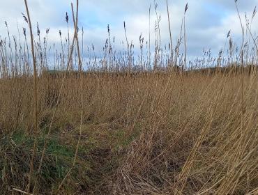 a wetland in co. Wexford, insects
