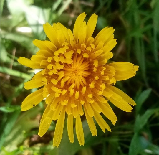 Yellow flower on green leaf background