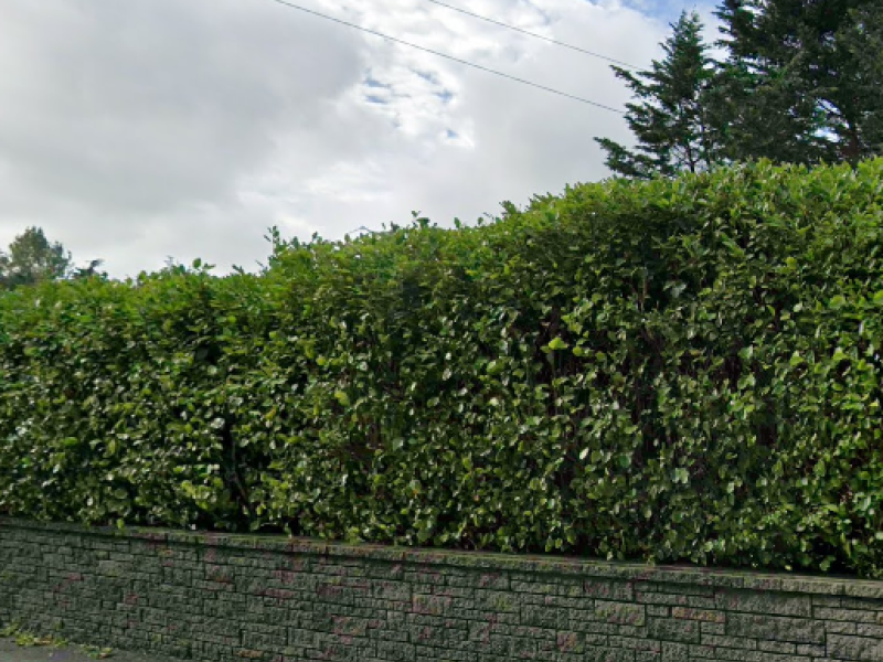 Image of trimmed Hedge