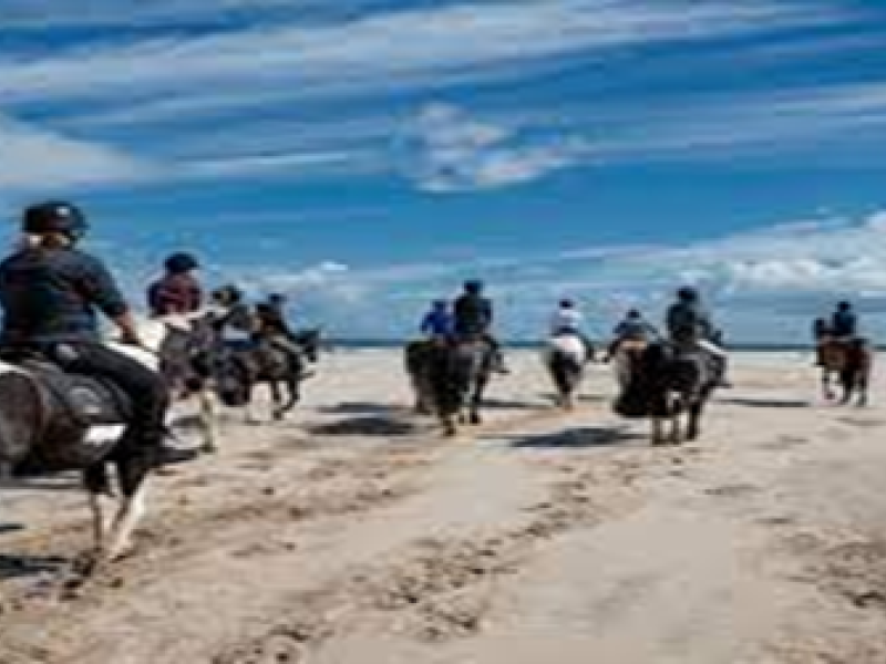 Horses and riders walking on a beach