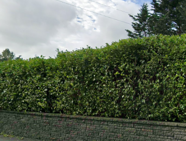 Image of trimmed Hedge